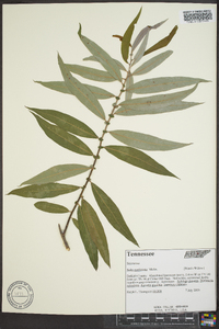 Salix caroliniana image