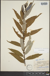 Salix caroliniana image