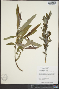 Salix caroliniana image