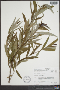 Salix caroliniana image