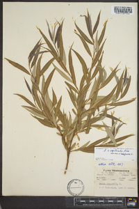 Salix x sepulcralis image