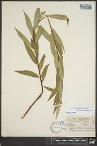 Salix x sepulcralis image