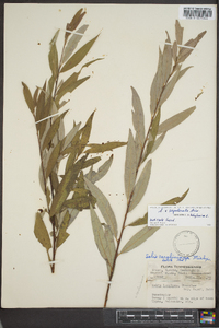 Salix x sepulcralis image