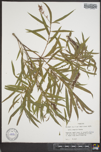 Salix x sepulcralis image