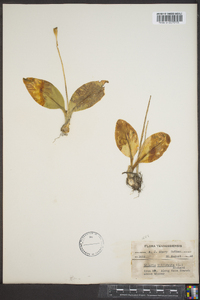 Liparis liliifolia image