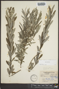 Salix tristis image