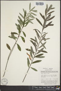 Salix tristis image