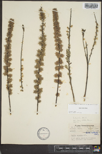 Salix tristis image