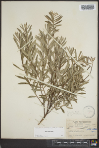 Salix tristis image