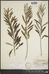 Salix tristis image