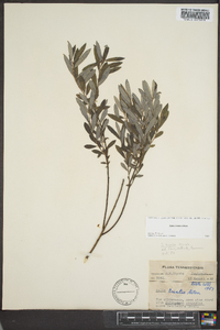 Salix tristis image