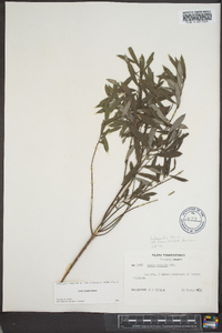 Salix tristis image