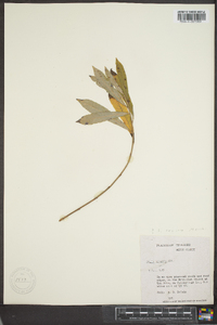 Salix tristis image