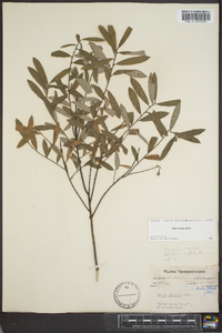 Salix tristis image