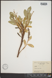 Salix arctica image