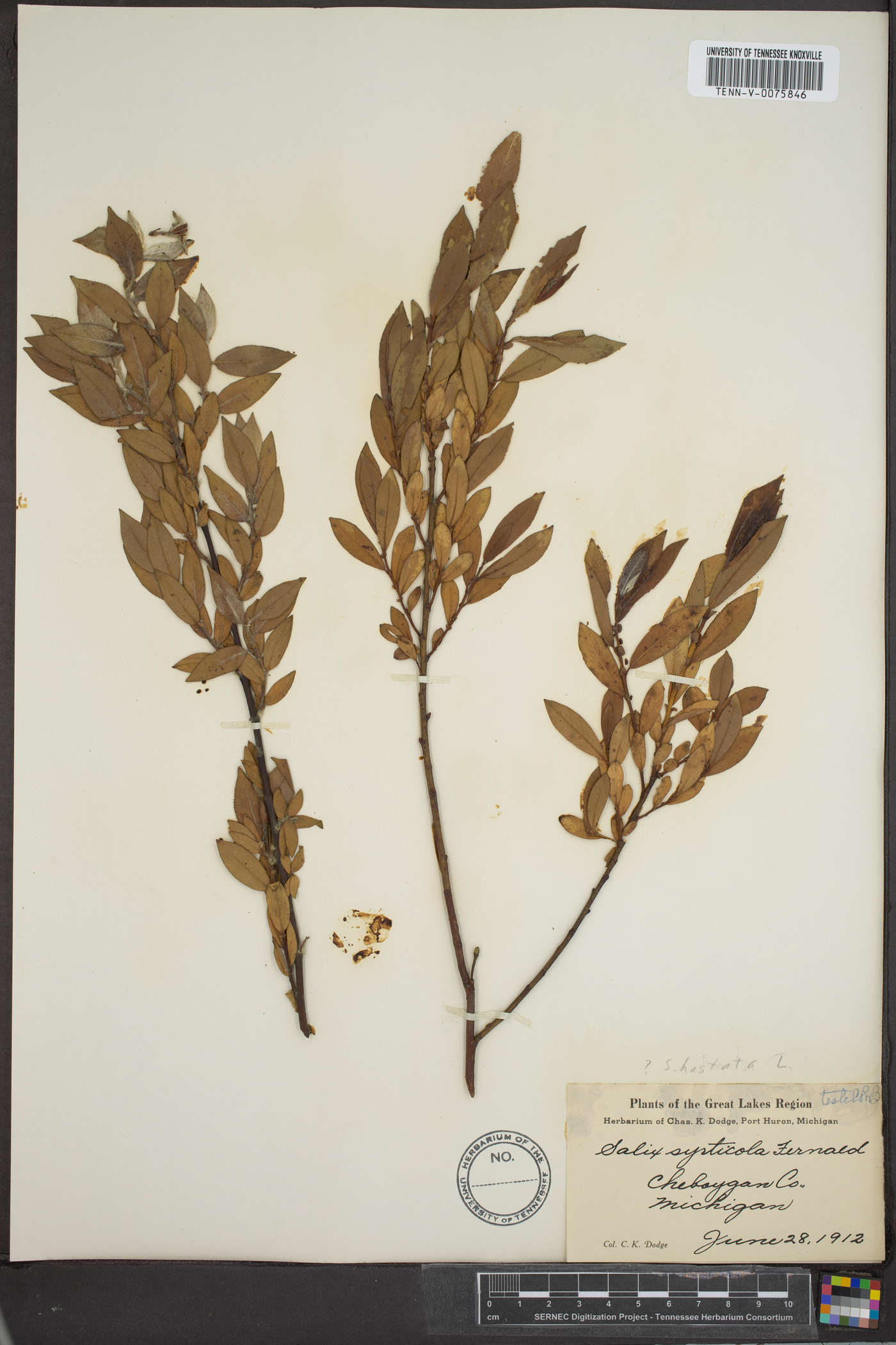 Salix syrticola image