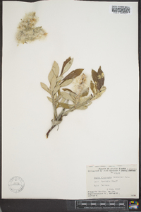 Salix alaxensis image