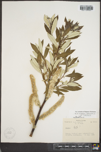 Salix alaxensis var. longistylis image