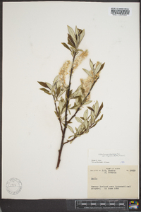 Salix alaxensis var. longistylis image