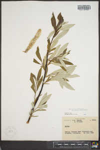 Salix alaxensis image