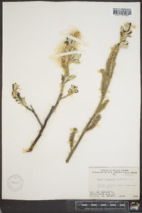 Salix alaxensis image