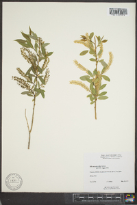 Salix amygdaloides image