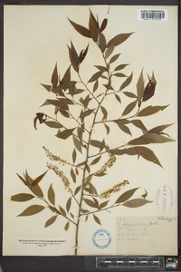 Salix amygdaloides image