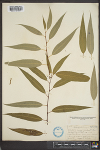 Salix amygdaloides image