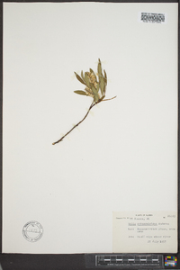 Salix arbusculoides image