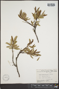 Salix arbusculoides image