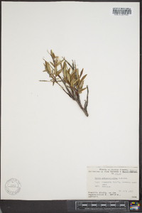 Salix arbusculoides image