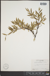 Salix arbusculoides image