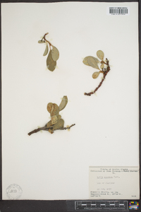 Salix arctica image