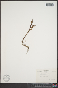 Salix arctica image