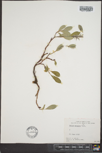 Salix arctica image