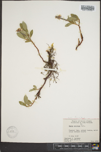 Salix arctica image