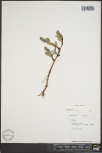 Salix arctica image