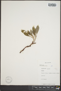 Salix arctica image