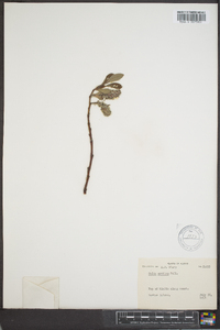 Salix arctica image