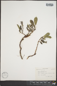 Salix arctica image