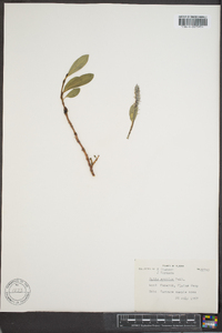 Salix arctica image