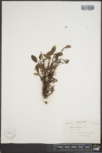 Salix arctica image