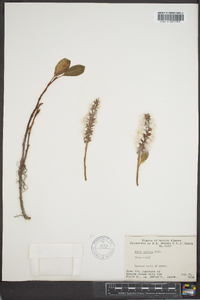 Salix arctica image