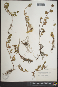 Image of Salix arctolitoralis