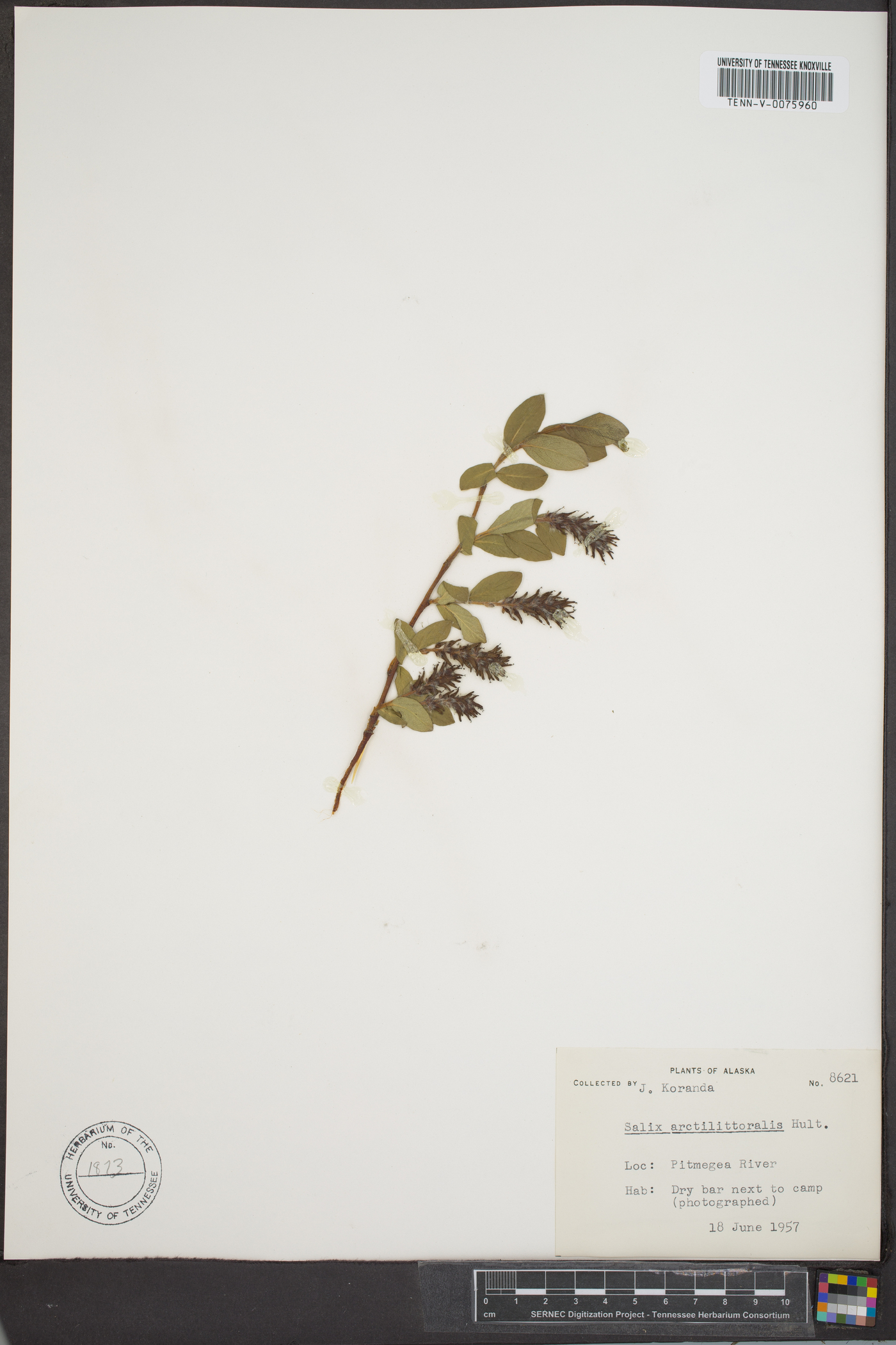 Salix arctolitoralis image
