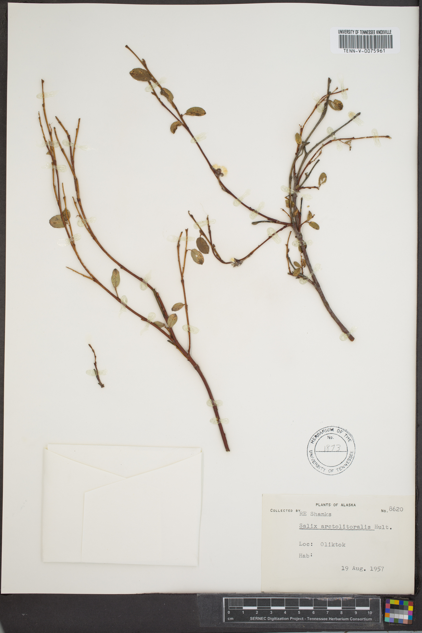 Salix arctolitoralis image