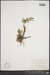 Salix arctolitoralis image