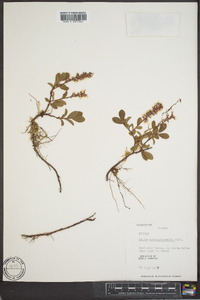 Salix arctolitoralis image