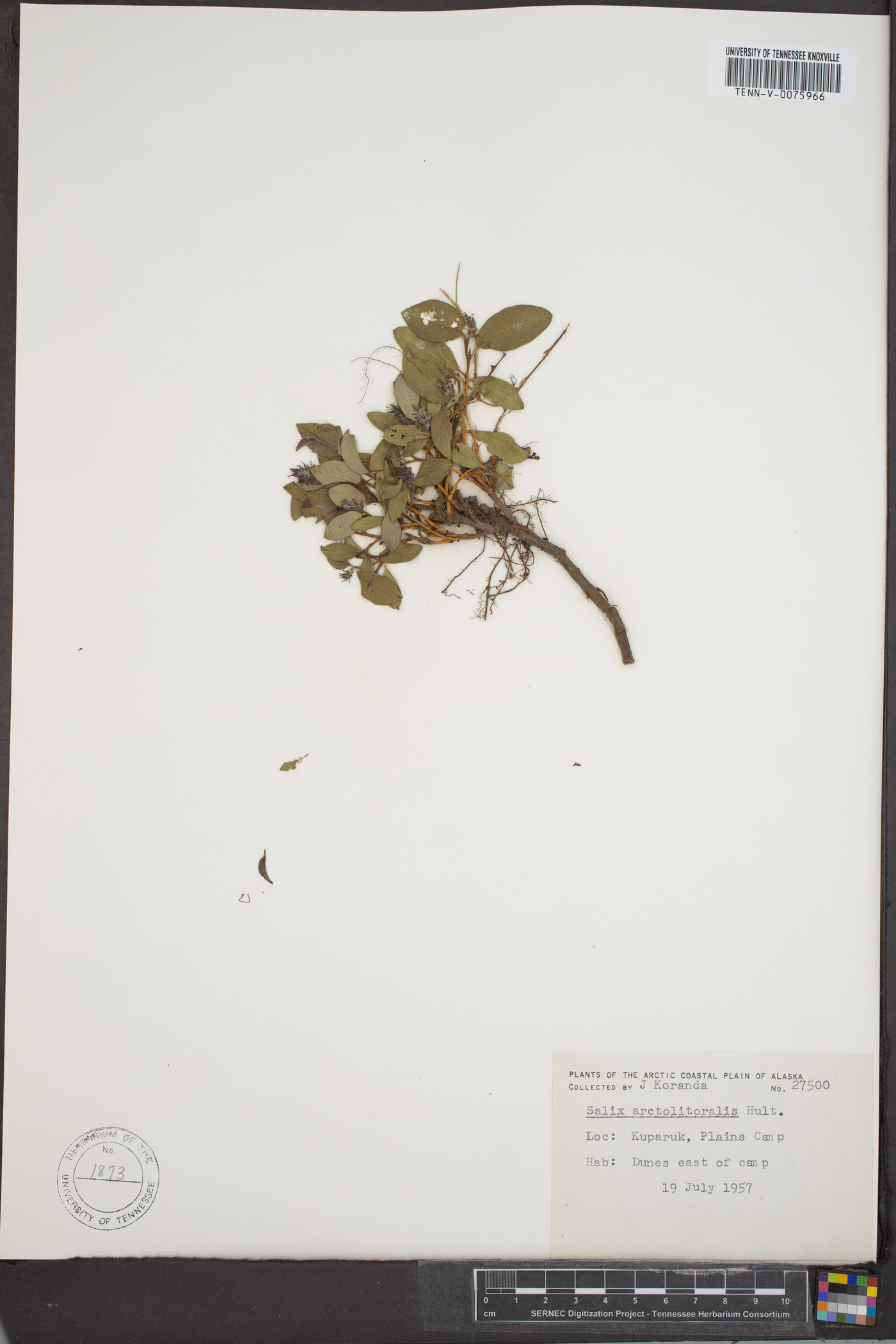 Salix arctolitoralis image