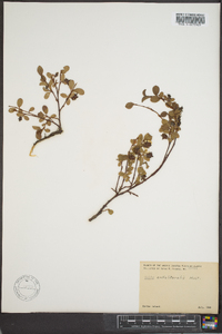 Salix arctolitoralis image